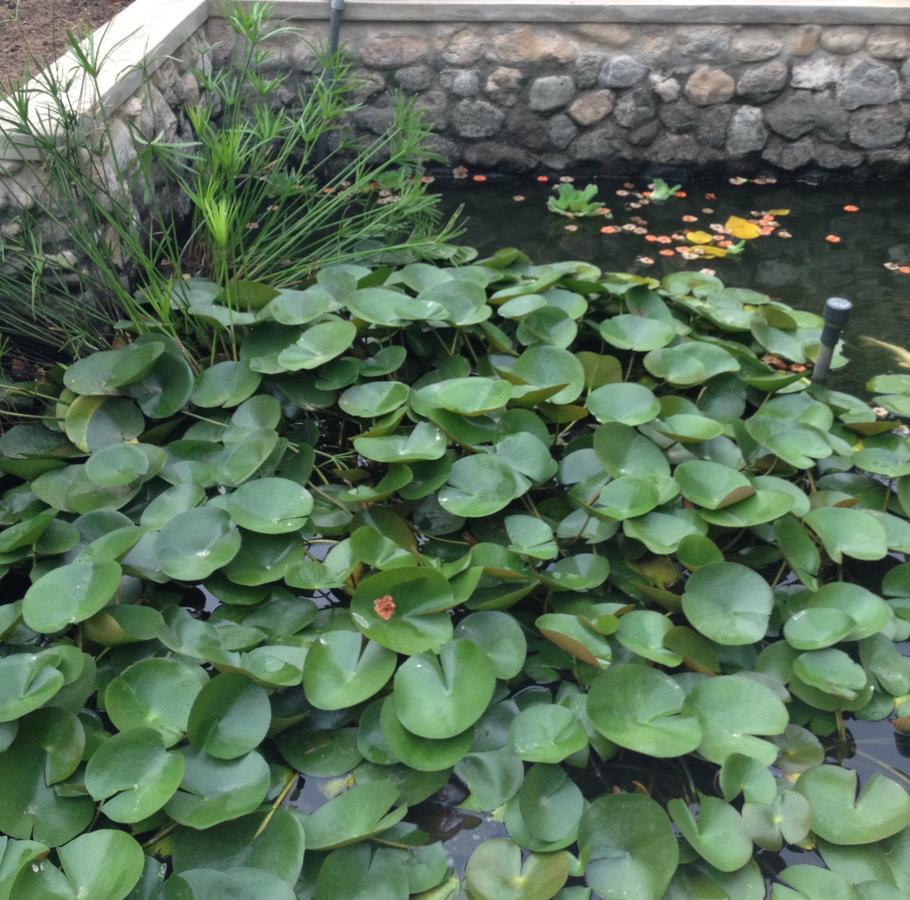 מוסקט Garden Roomz Oman מראה חיצוני תמונה