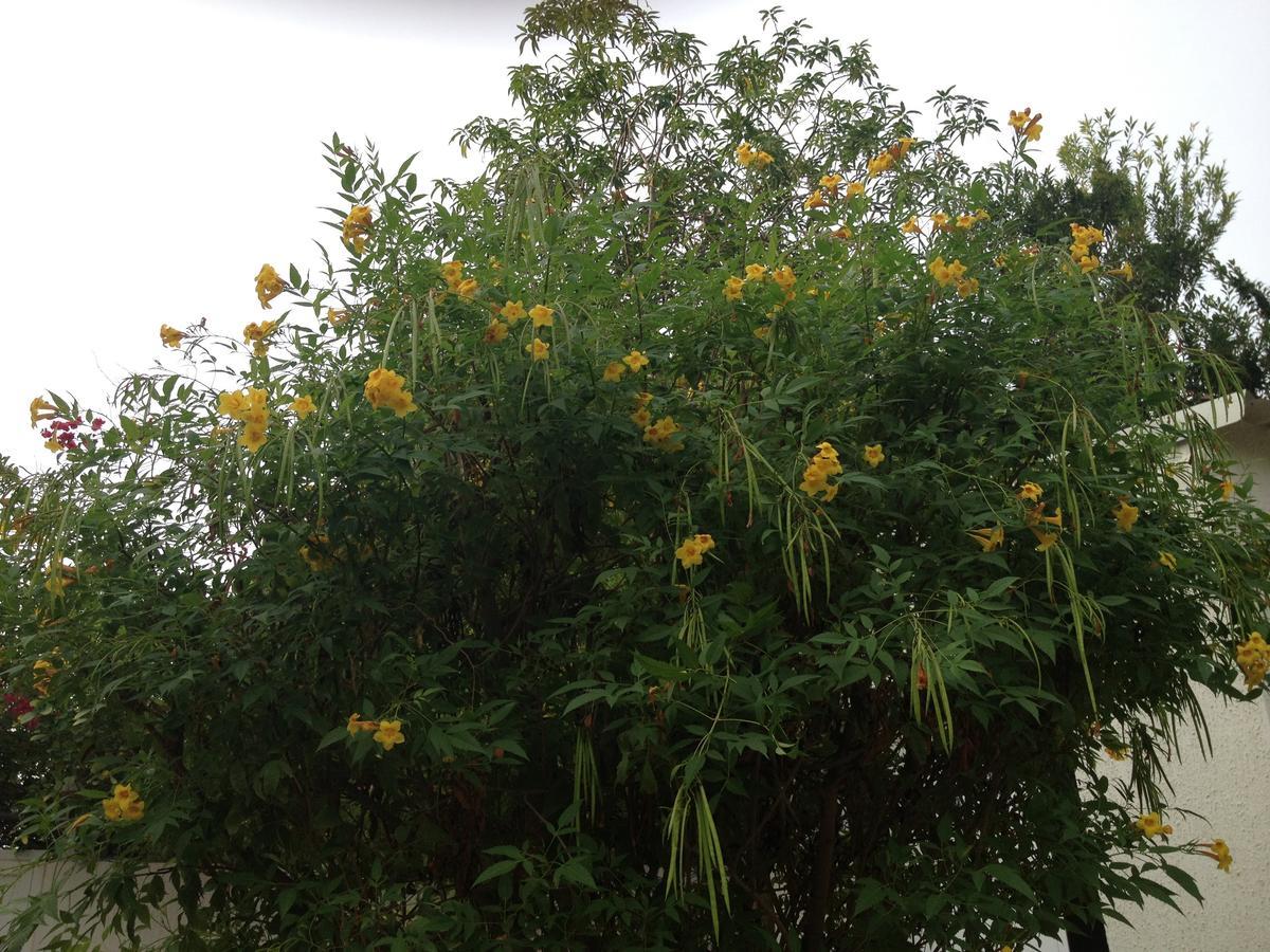 מוסקט Garden Roomz Oman מראה חיצוני תמונה